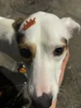 Apollo