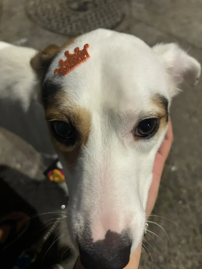 Cachorro raça SRD-ViraLata idade 1 ano nome Apollo