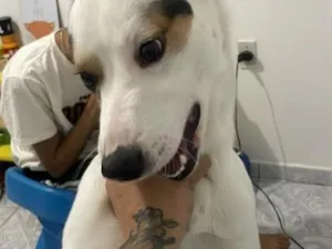 Cachorro raça SRD-ViraLata idade 1 ano nome Apollo