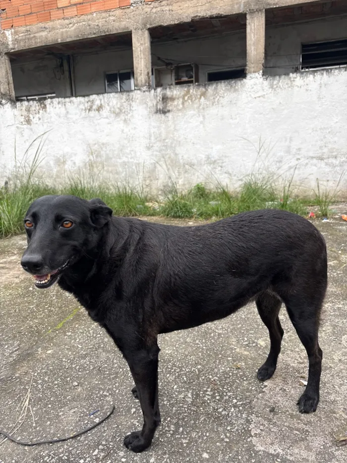 Cachorro raça SRD-ViraLata idade 3 anos nome Wakanda 