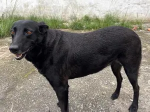 Cachorro raça SRD-ViraLata idade 3 anos nome Wakanda 