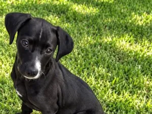 Cachorro raça SRD-ViraLata idade 2 a 6 meses nome Giulia