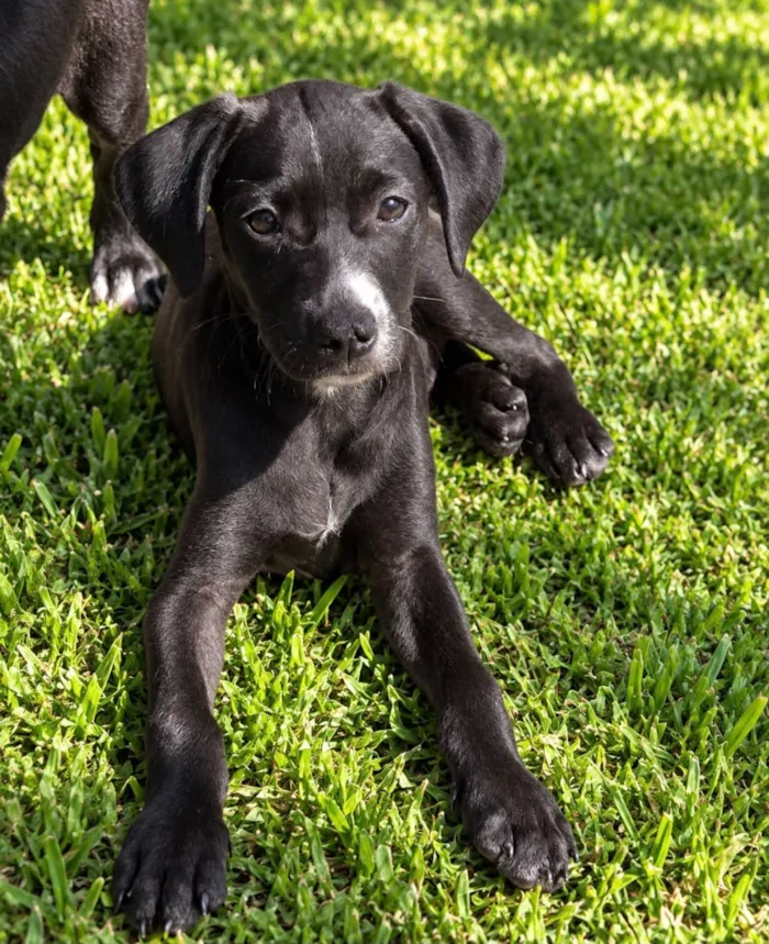 Cachorro raça SRD-ViraLata idade 2 a 6 meses nome Giulia