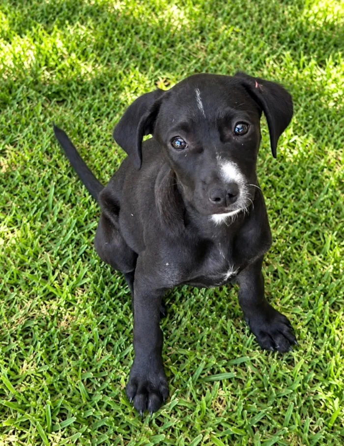 Cachorro raça SRD-ViraLata idade 2 a 6 meses nome Giulia