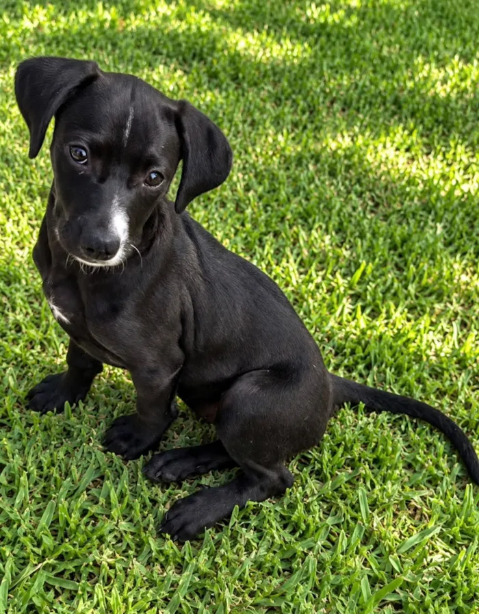 Cachorro raça SRD-ViraLata idade 2 a 6 meses nome Giulia