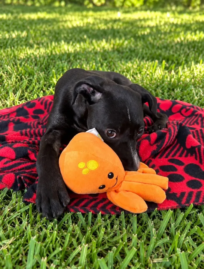 Cachorro raça SRD-ViraLata idade 2 a 6 meses nome Giulia