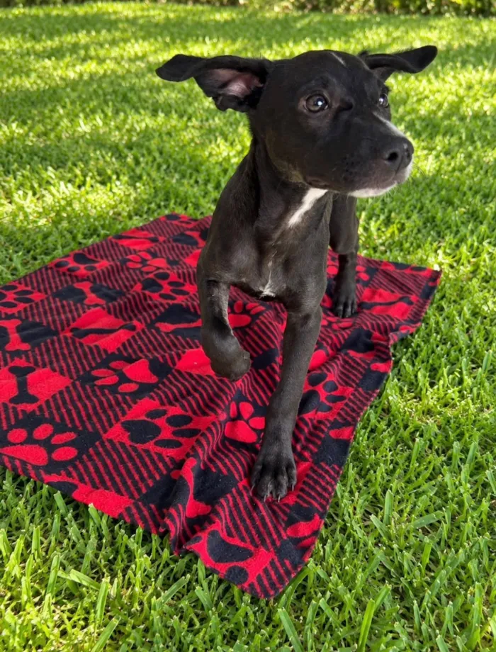 Cachorro raça SRD-ViraLata idade 2 a 6 meses nome Giulia