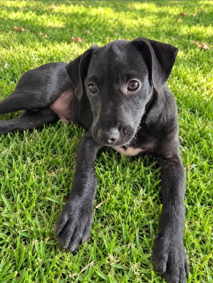 Cachorro raça SRD-ViraLata idade 2 a 6 meses nome Lorenzo