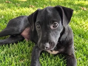 Cachorro raça SRD-ViraLata idade 2 a 6 meses nome Lorenzo