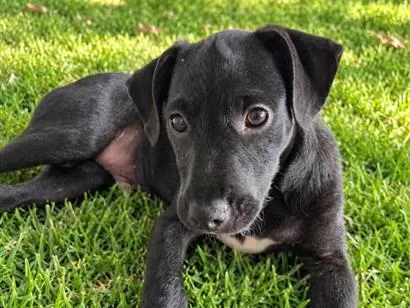 Cachorro raça SRD-ViraLata idade 2 a 6 meses nome Lorenzo