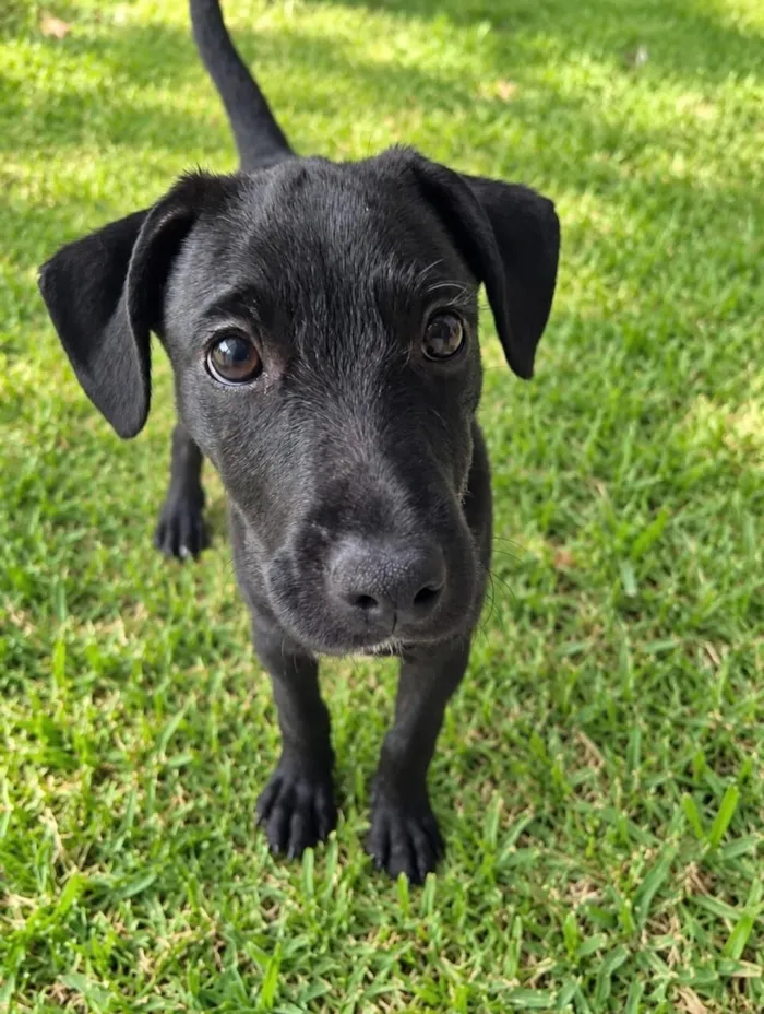 Cachorro raça SRD-ViraLata idade 2 a 6 meses nome Lorenzo