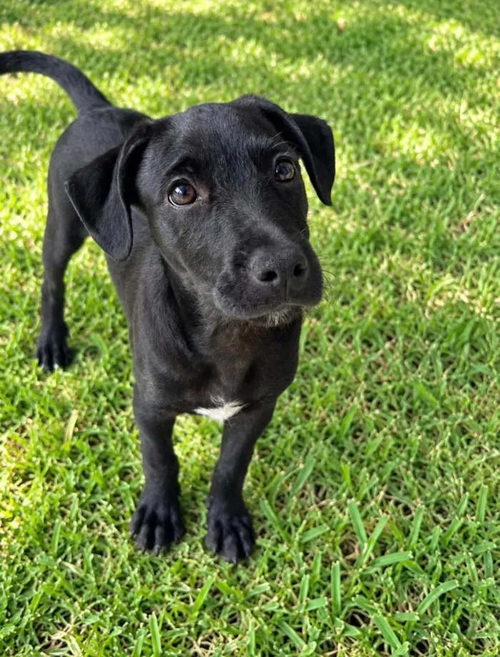 Cachorro raça SRD-ViraLata idade 2 a 6 meses nome Lorenzo