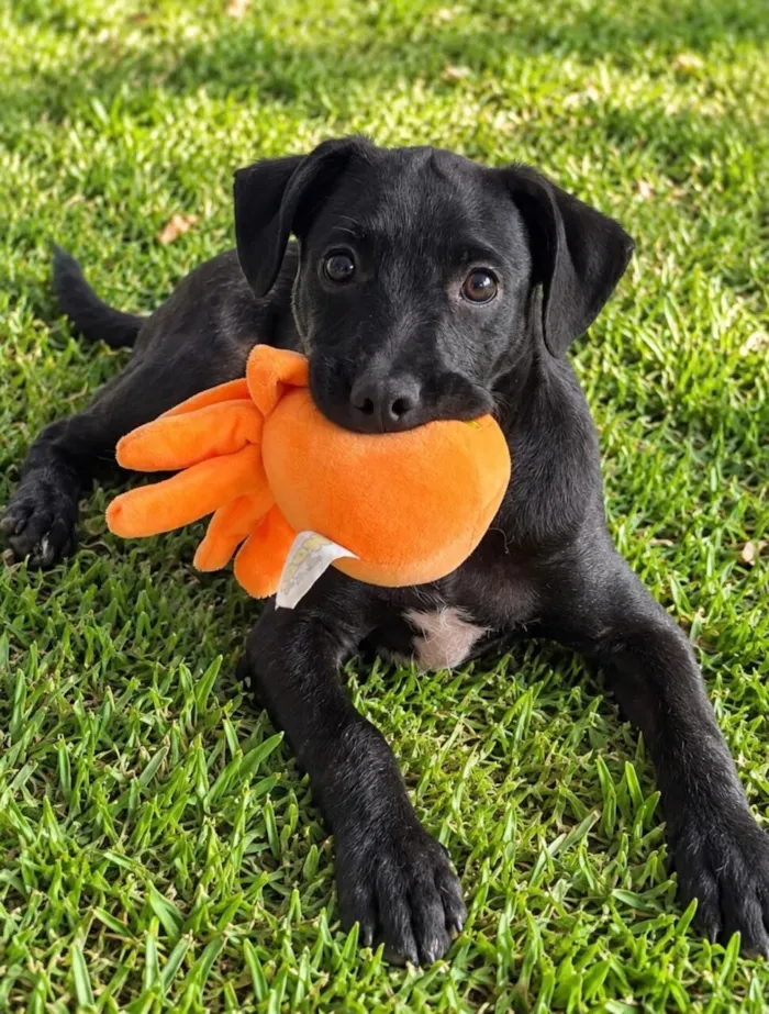 Cachorro raça SRD-ViraLata idade 2 a 6 meses nome Lorenzo