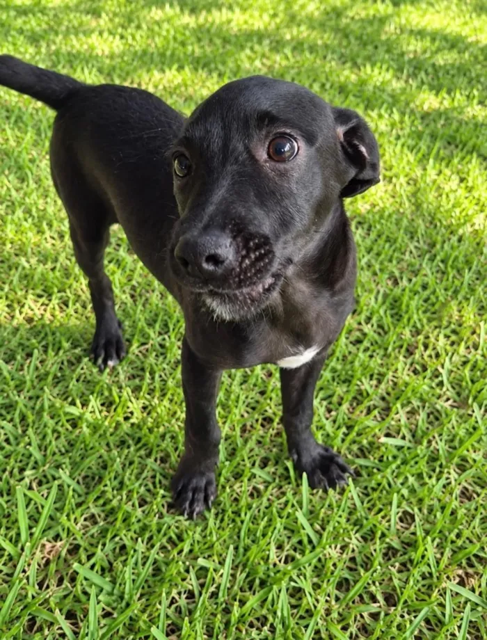 Cachorro raça SRD-ViraLata idade 2 a 6 meses nome Lorenzo
