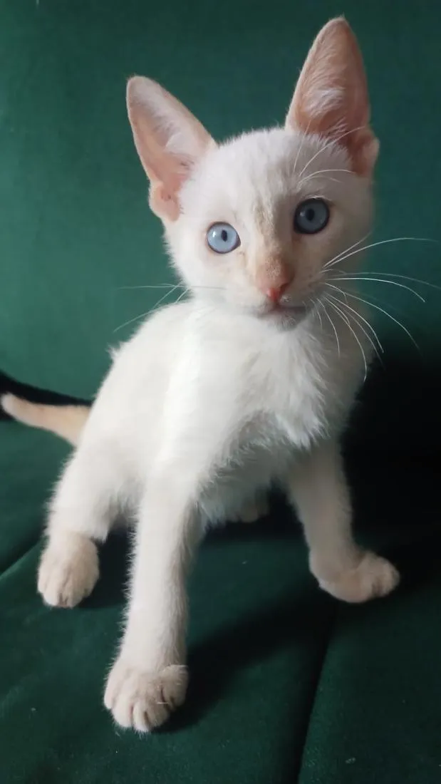 Gato raça SRD-ViraLata idade 2 a 6 meses nome Mary