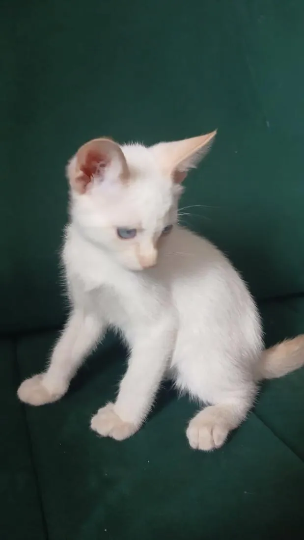 Gato raça SRD-ViraLata idade 2 a 6 meses nome Mary