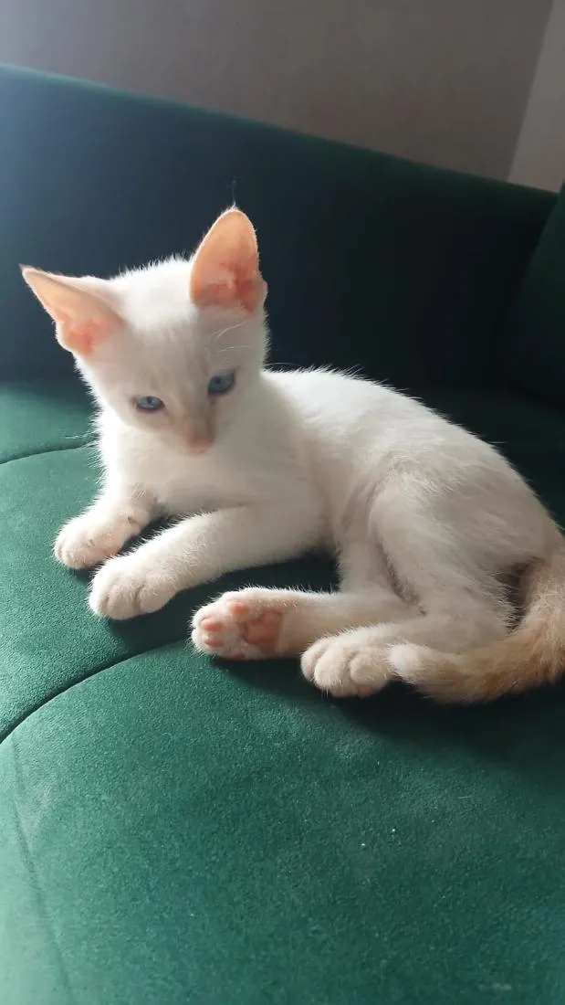 Gato raça SRD-ViraLata idade 2 a 6 meses nome Mary