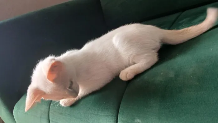 Gato raça SRD-ViraLata idade 2 a 6 meses nome Mary
