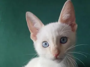 Gato raça SRD-ViraLata idade 2 a 6 meses nome Mary