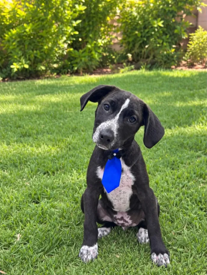 Cachorro raça SRD-ViraLata idade 2 a 6 meses nome Matteo