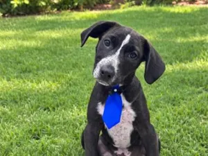 Cachorro raça SRD-ViraLata idade 2 a 6 meses nome Matteo