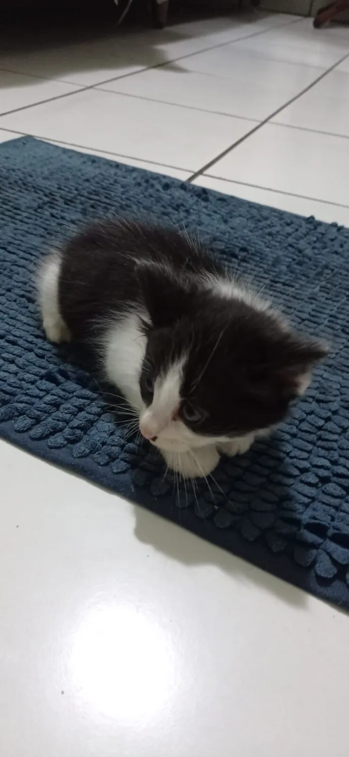 Gato raça Siamês idade 2 a 6 meses nome Sem nome