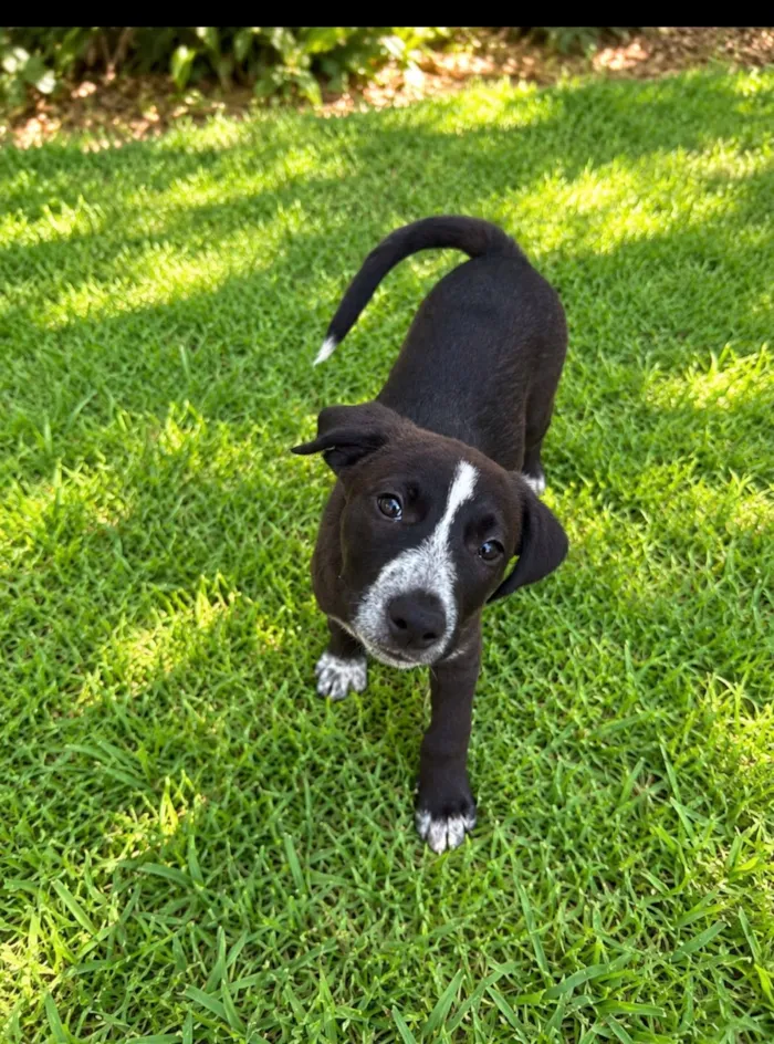 Cachorro raça SRD-ViraLata idade 2 a 6 meses nome Matteo