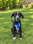 Matteo