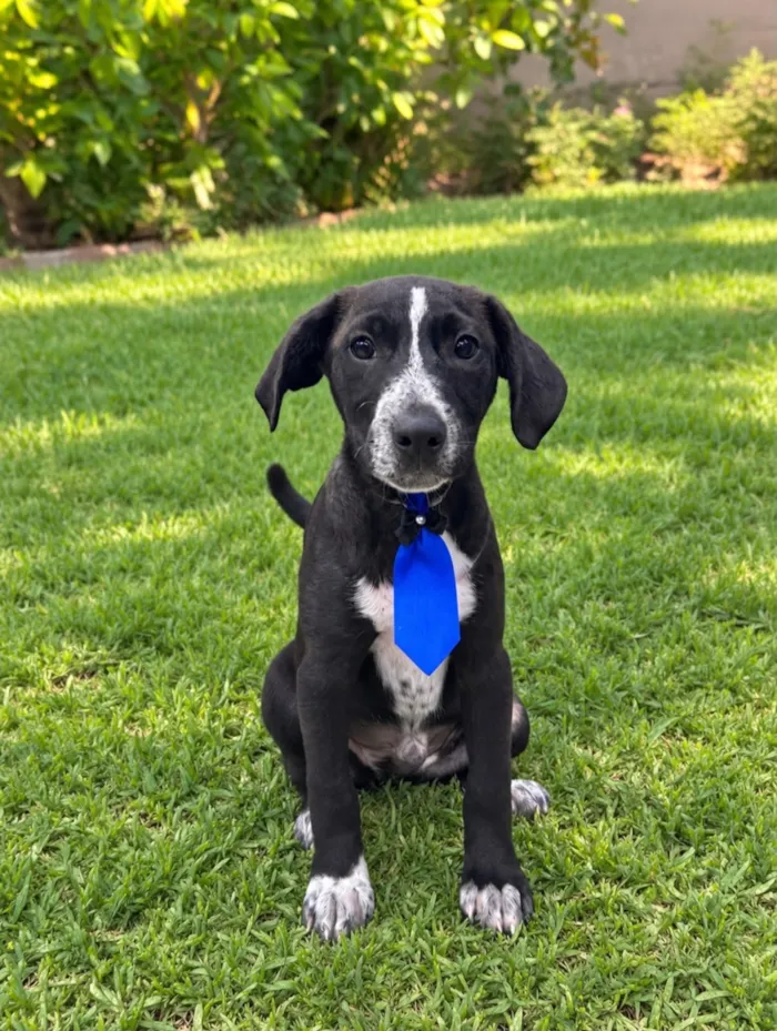 Cachorro raça SRD-ViraLata idade 2 a 6 meses nome Matteo
