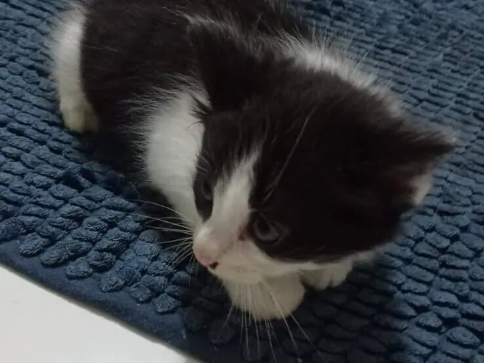 Gato raça Siamês idade 2 a 6 meses nome Sem nome