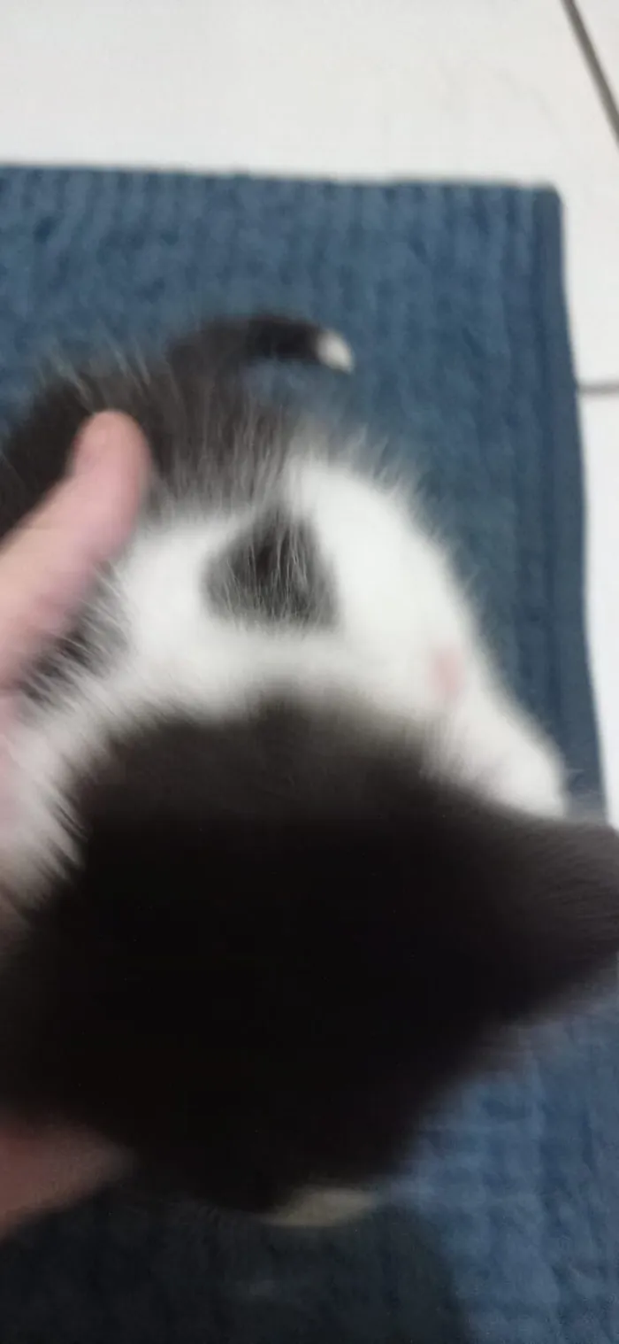 Gato raça Siamês idade 2 a 6 meses nome Sem nome