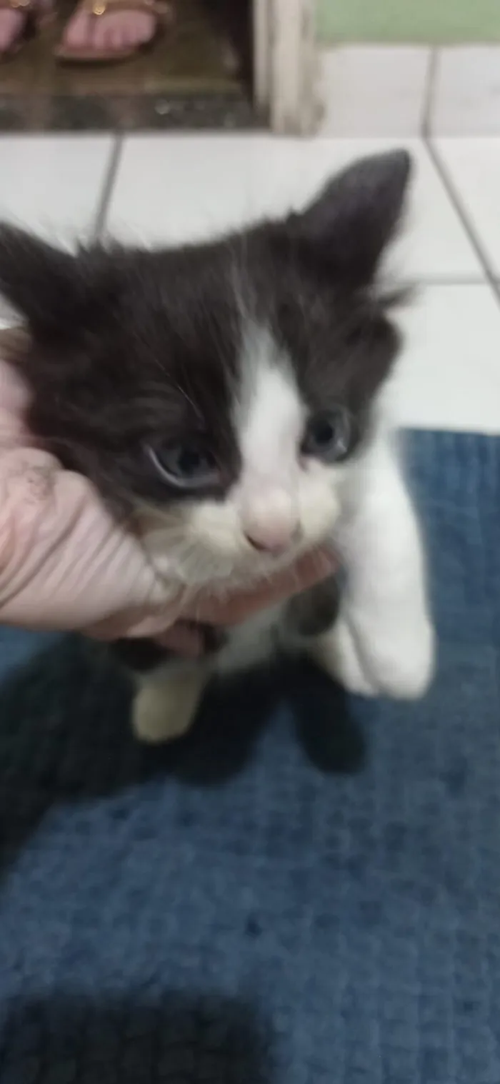 Gato raça Siamês idade 2 a 6 meses nome Sem nome