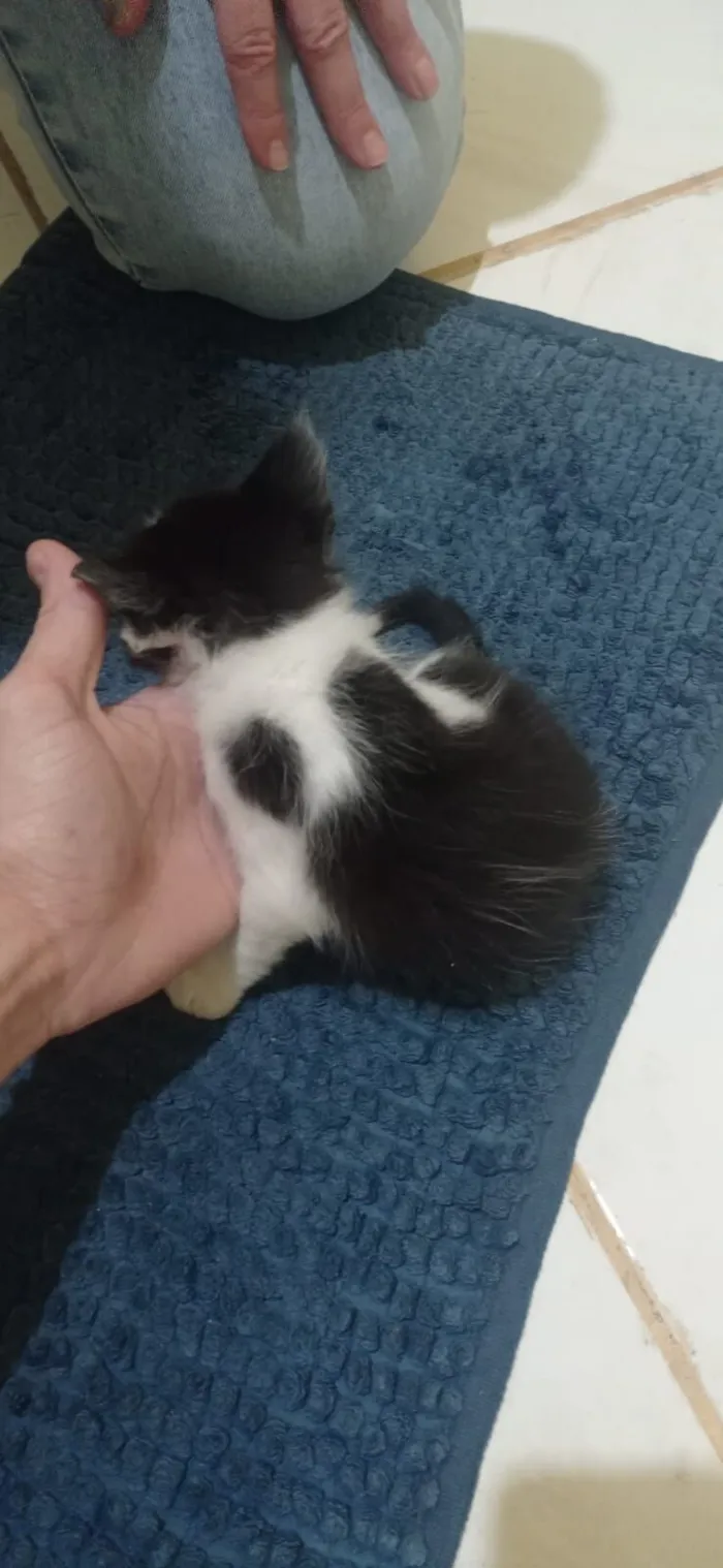 Gato raça Siamês idade 2 a 6 meses nome Sem nome