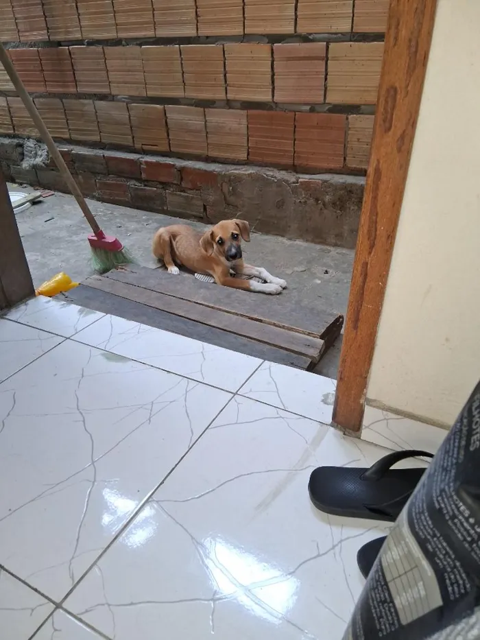 Cachorro raça  idade 2 a 6 meses nome sonso