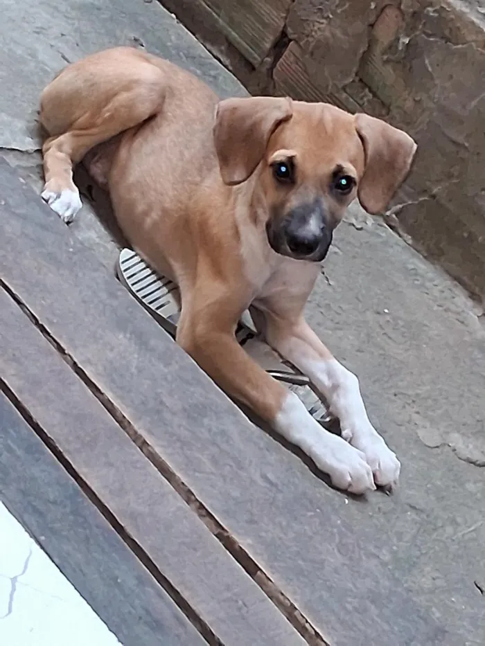 Cachorro raça  idade 2 a 6 meses nome sonso