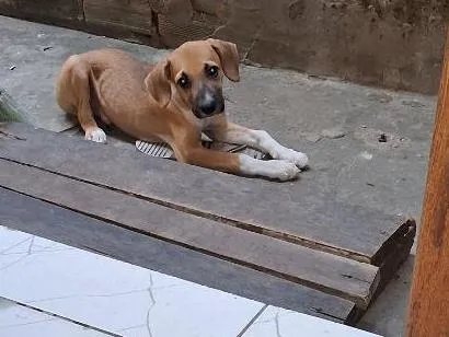 Cachorro raça  idade 2 a 6 meses nome sonso