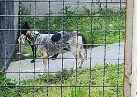 Cachorro raça SRD-ViraLata idade 5 anos nome hahe