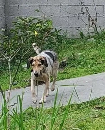 Cachorro raça SRD-ViraLata idade 5 anos nome hahe