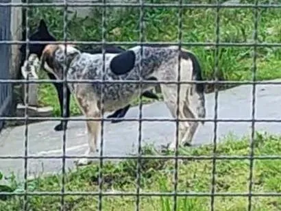 Cachorro raça SRD-ViraLata idade 5 anos nome hahe