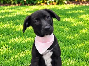Cachorro raça SRD-ViraLata idade 2 a 6 meses nome Bianca 