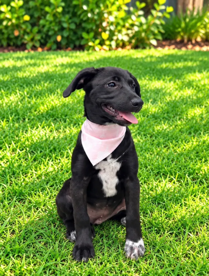 Cachorro raça SRD-ViraLata idade 2 a 6 meses nome Bianca 