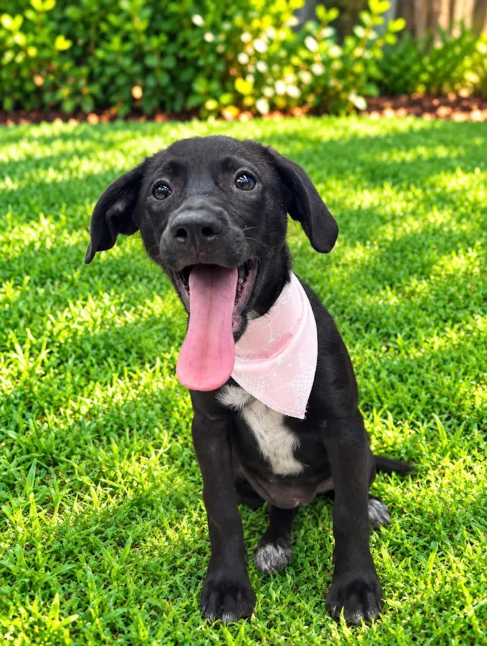 Cachorro raça SRD-ViraLata idade 2 a 6 meses nome Bianca 