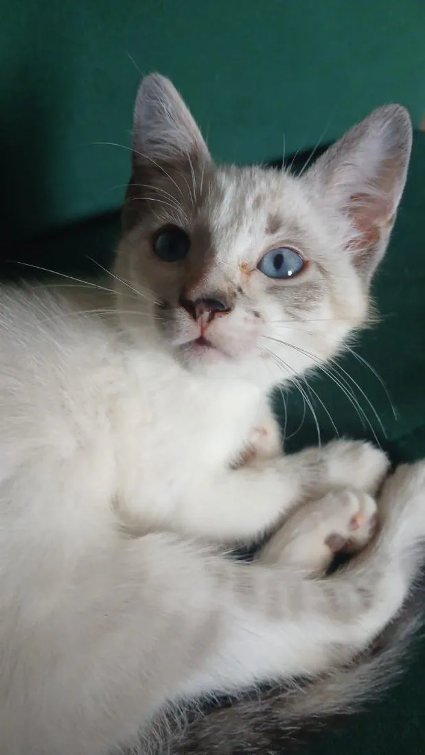 Gato raça SRD-ViraLata idade 2 a 6 meses nome Nala
