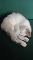 Nala