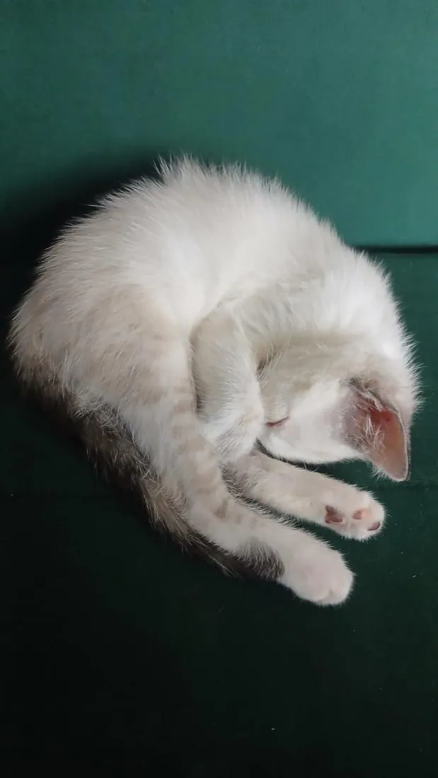 Gato raça SRD-ViraLata idade 2 a 6 meses nome Nala