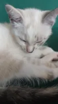 Nala