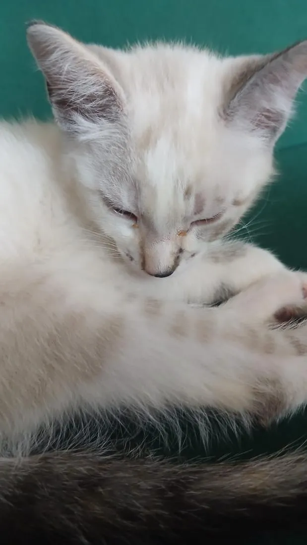 Gato raça SRD-ViraLata idade 2 a 6 meses nome Nala