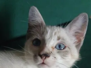 Gato raça SRD-ViraLata idade 2 a 6 meses nome Nala