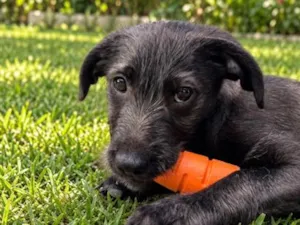 Cachorro raça SRD-ViraLata idade 2 a 6 meses nome Enzo 