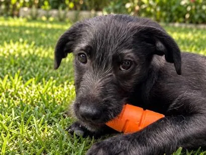 Cachorro raça SRD-ViraLata idade 2 a 6 meses nome Enzo 